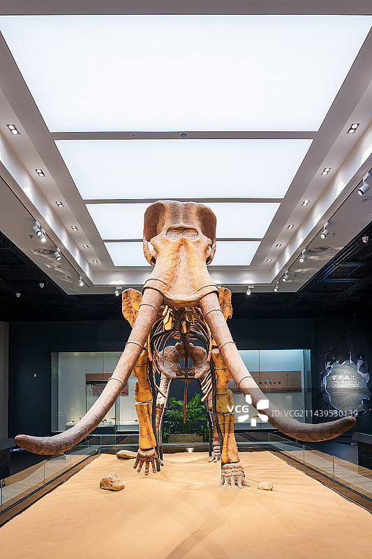 亚洲中国河南省郑州博物馆展出的远古纳玛古菱齿象化石图片素材