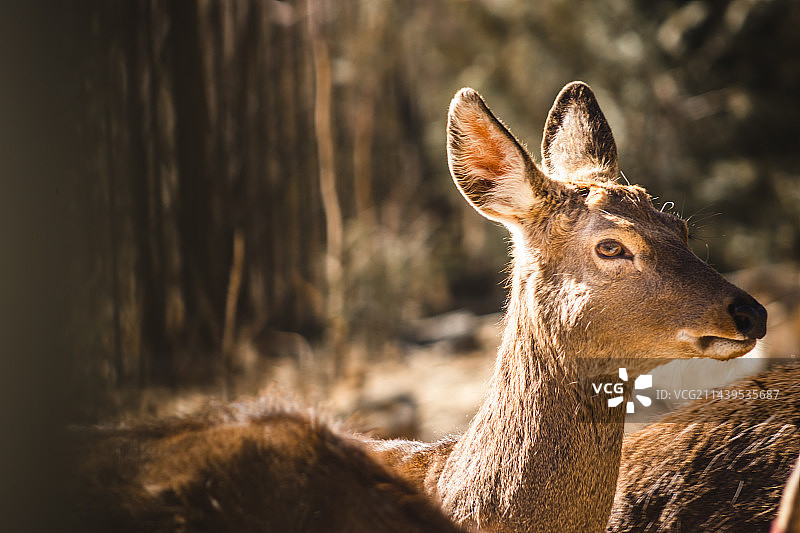鹿图片素材