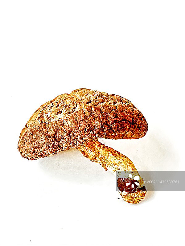 干香菇图片素材