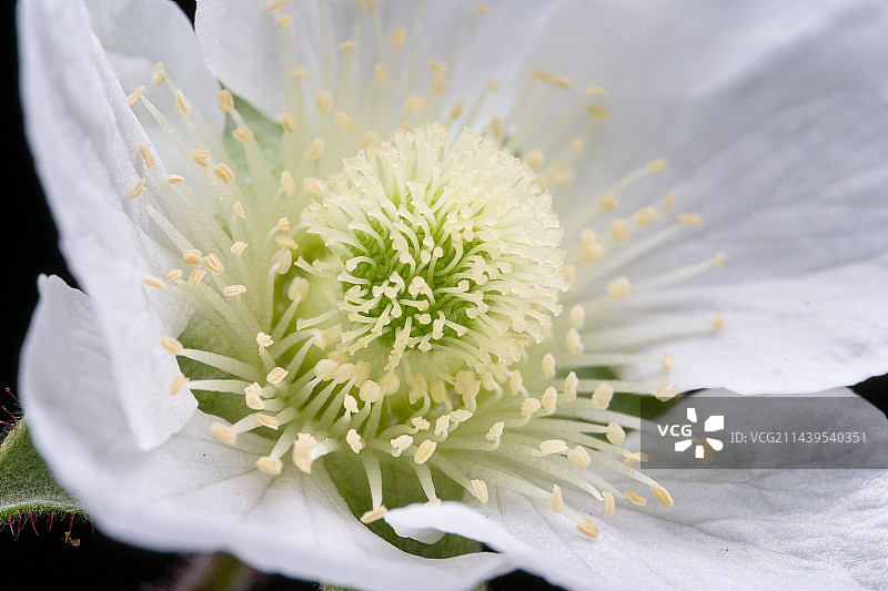 春天白色蓬蘽花图片素材