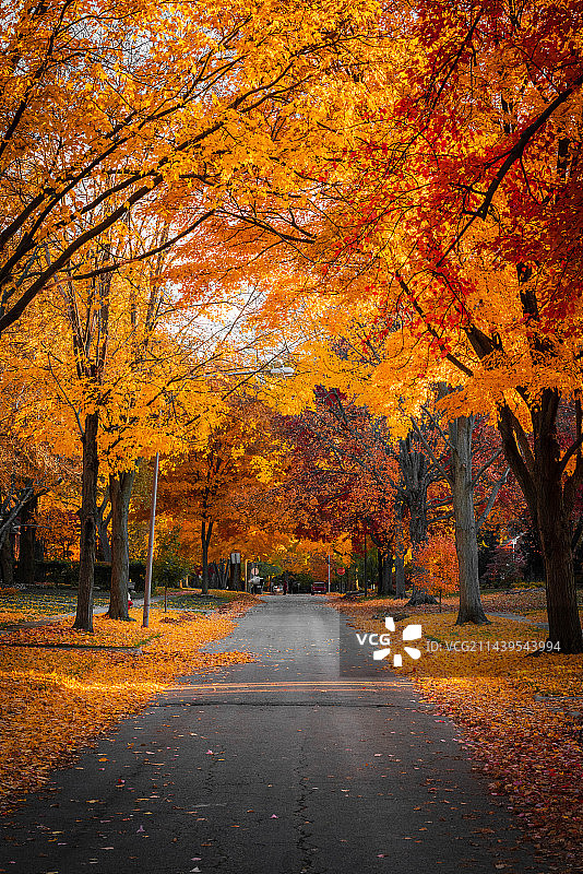 秋天公园里的树木图片素材