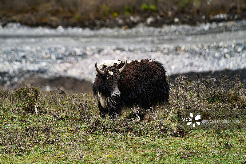 甘南甘南藏族自治区江迭公路牦牛放牧图片素材