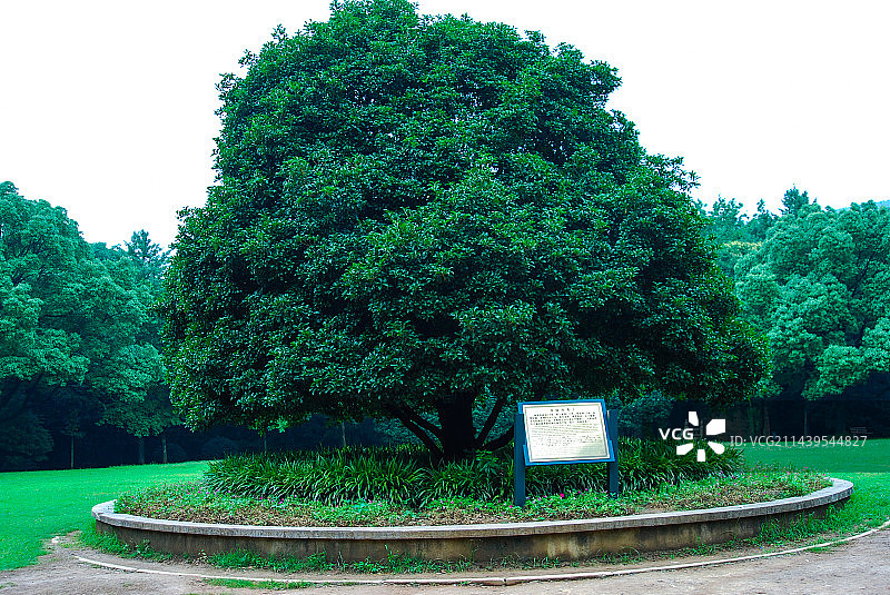 南京桂花王树图片素材