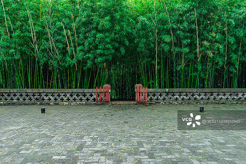 中国自然风光拍摄主题，山东泰安普照寺著名景点，绿色的茂密的竹林，户外白昼无人图像摄影图片素材