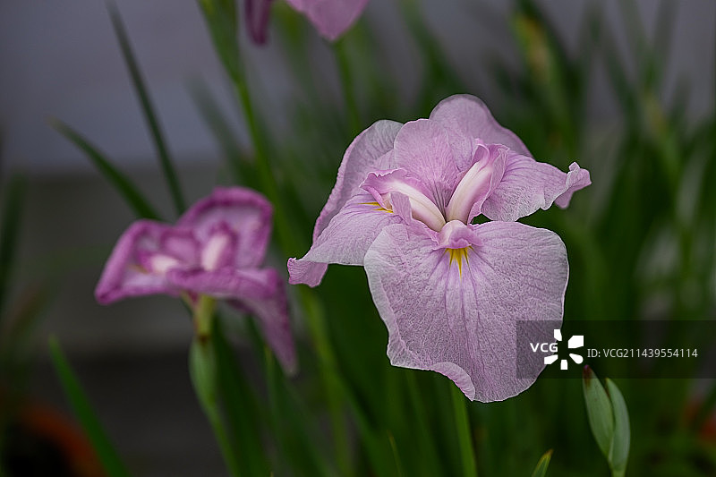 端午时节菖蒲花开图片素材