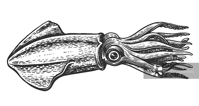 复古风格的手绘海洋动物鱿鱼草图图片素材