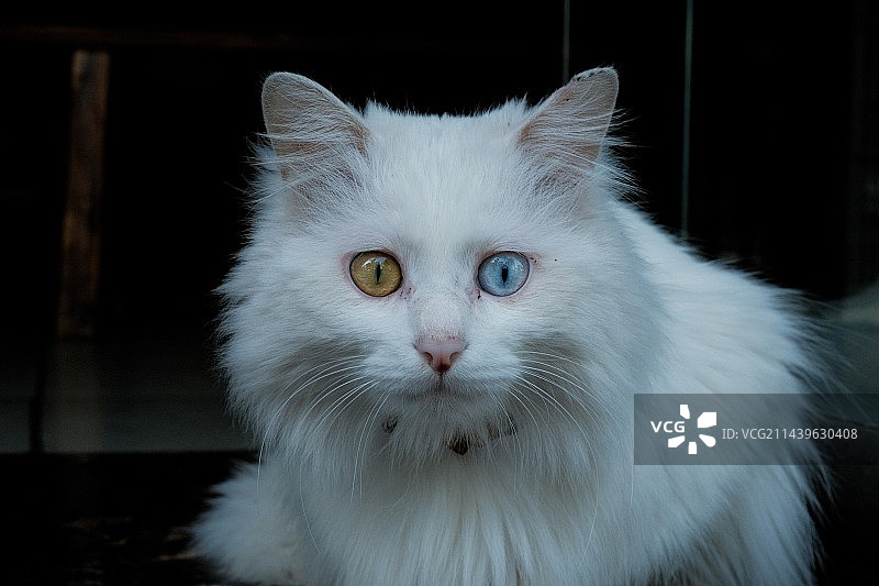 猫的特写肖像图片素材