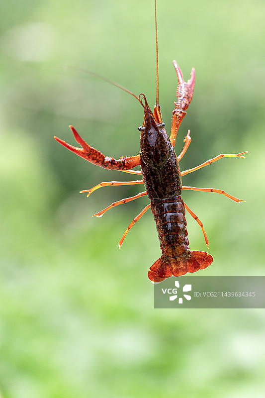 一只小龙虾图片素材