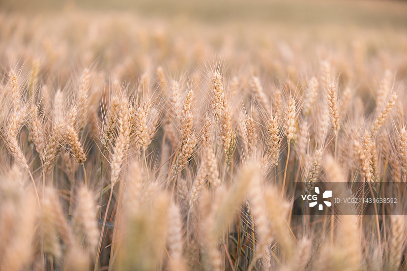 金色麦穗图片素材