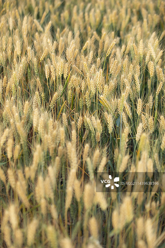金色麦穗图片素材