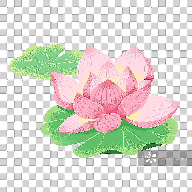 夏季荷花素材图片素材