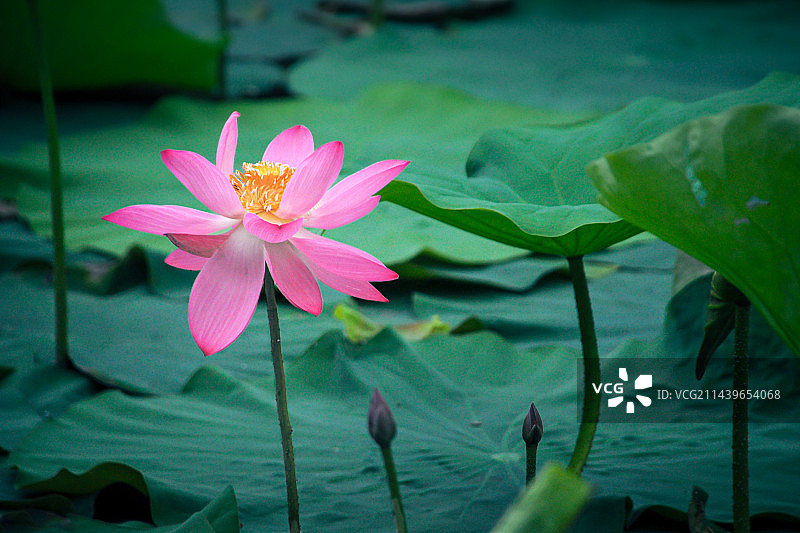 荷花池塘荷叶特写粉色绿色户外图片素材