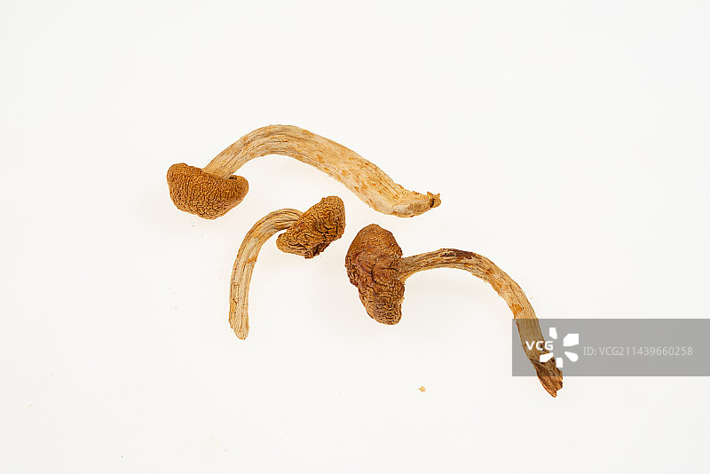 滑子菇图片素材