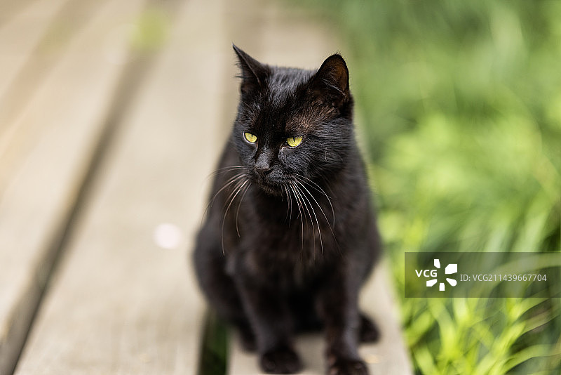 西湖边的黑猫图片素材