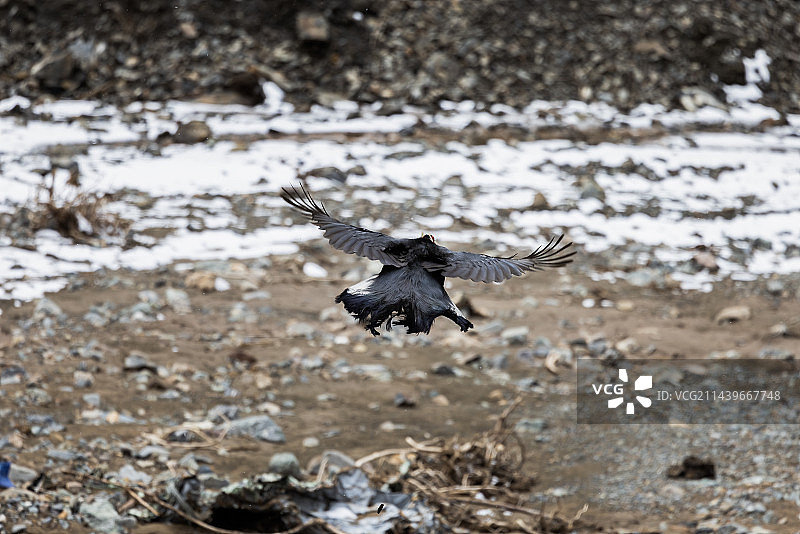 蓝马鸡图片素材