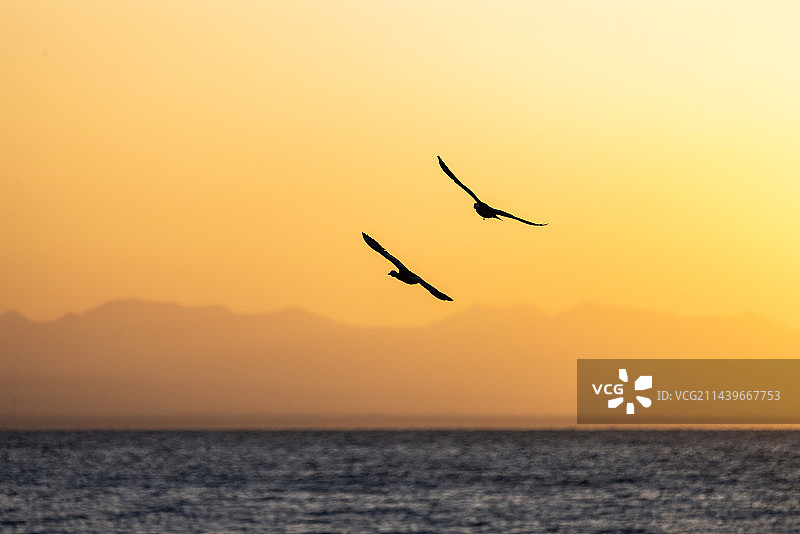 斑头雁图片素材