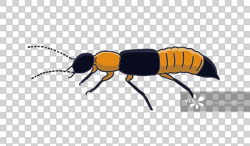 元素：隐翅虫图片素材