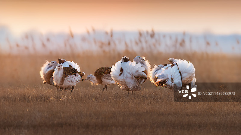 黑龙江/大庆/草原大鸨图片素材