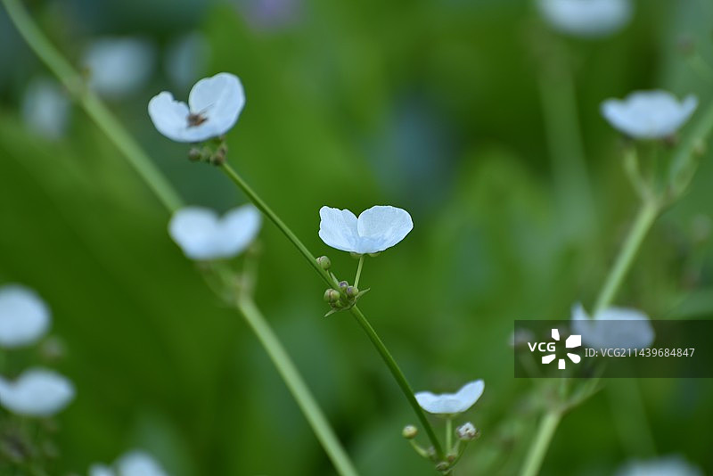 泽泻 别名如意花，全株有毒，多年生沼生植物。又可作为中药。图片素材