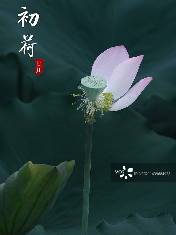 盛开的荷花图片素材