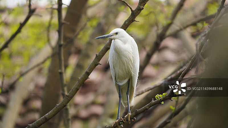 白鹭栖息在树枝上的特写镜头图片素材