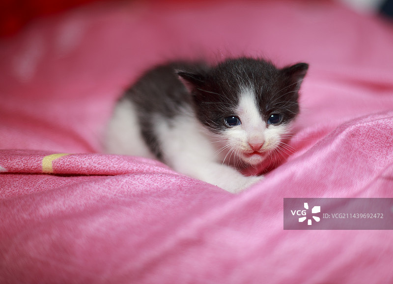 我家的小奶猫图片素材