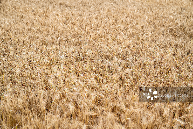 田间小麦成熟金黄色图片素材