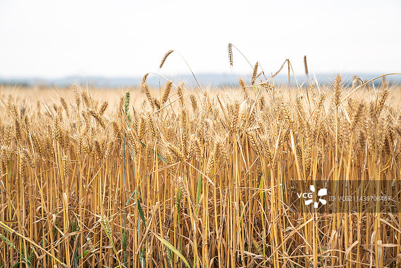 田间小麦成熟金黄色图片素材