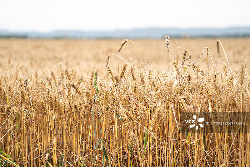 田间小麦成熟金黄色图片素材