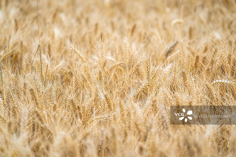 田间小麦成熟金黄色图片素材