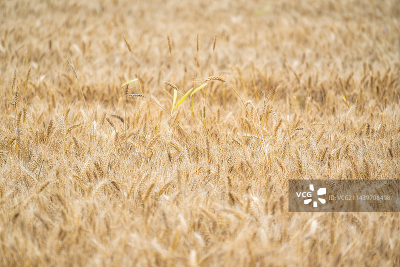 田间小麦成熟金黄色图片素材