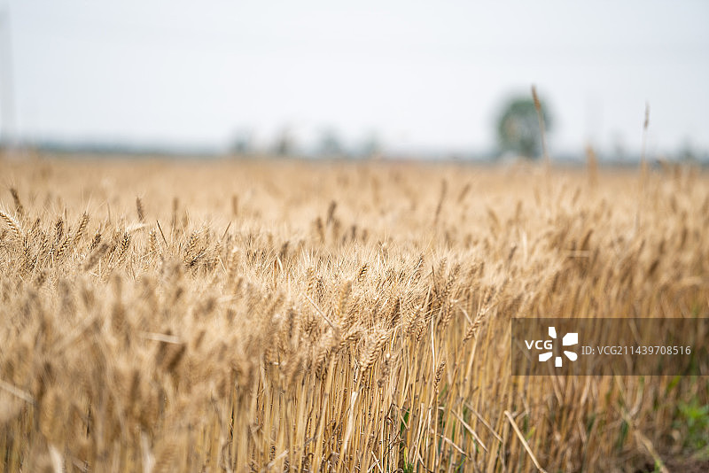 田间小麦成熟金黄色图片素材