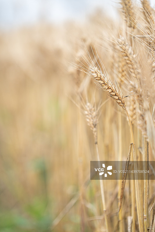 田间小麦成熟金黄色图片素材