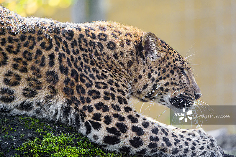 动物拍摄图片素材