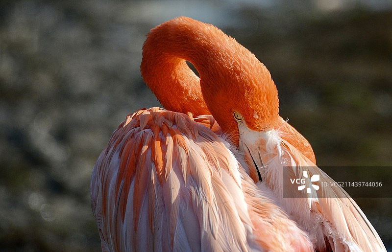火烈鸟特写镜头图片素材