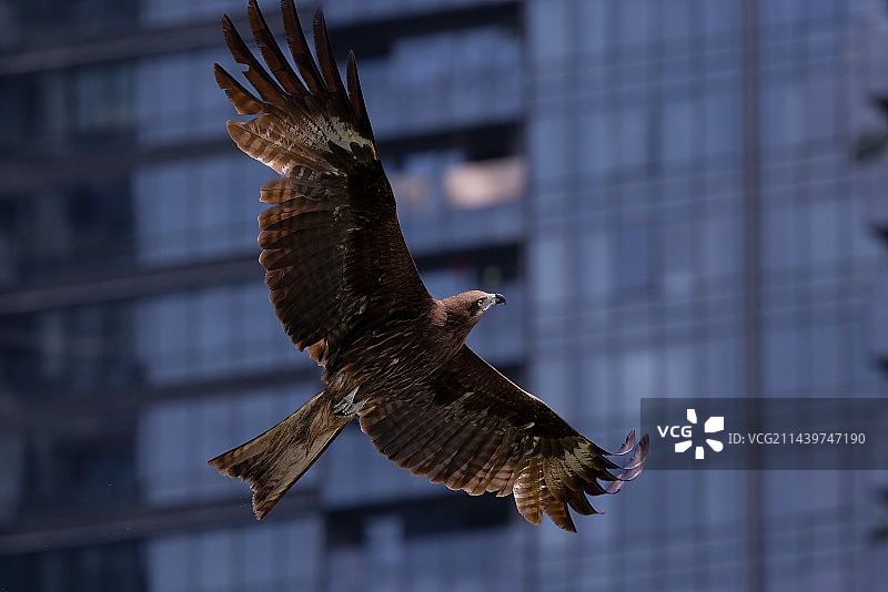 窗外的鹰图片素材