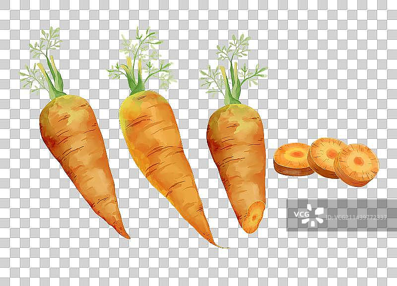 一组手绘水彩风胡萝卜元素组合图片素材