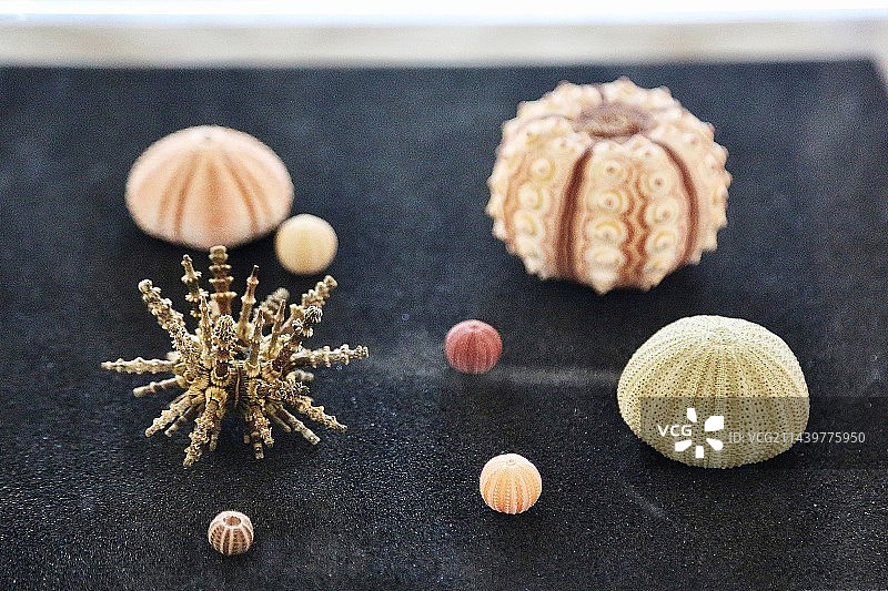 海洋生物标本图片素材