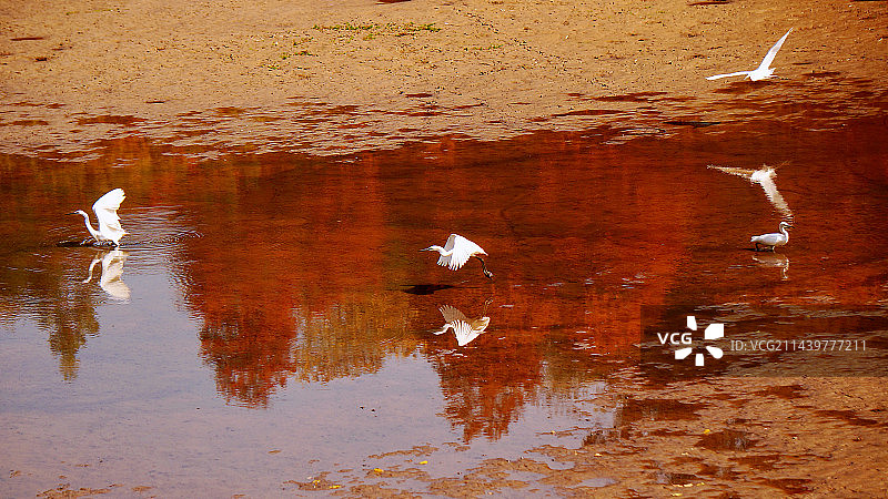 当小白鹭遇上落羽杉图片素材