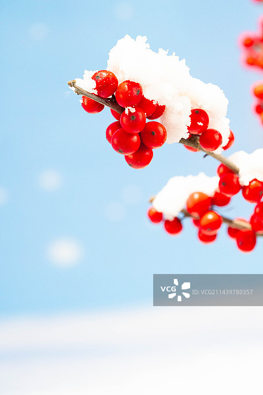 雪压红浆果图片素材
