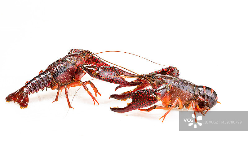 白色背景上的一只小龙虾图片素材