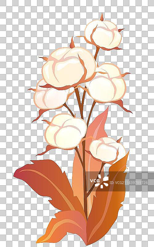 棉花插画图素图片素材