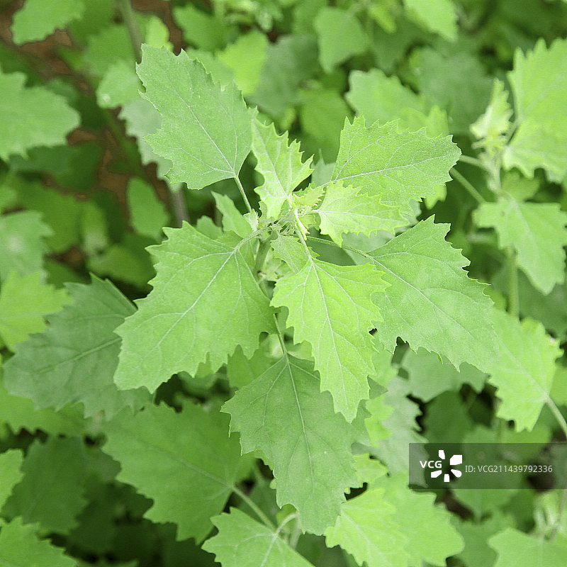 新鲜现摘灰灰菜图片素材