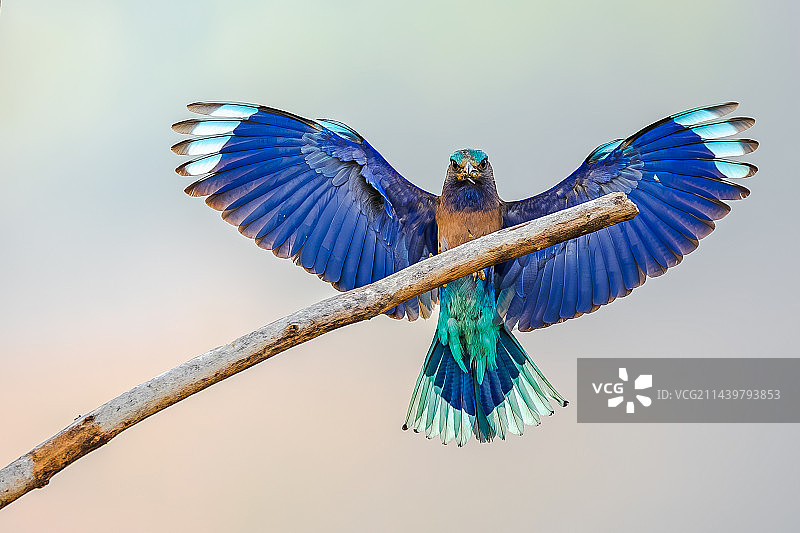 棕胸佛法僧捕食归来图片素材