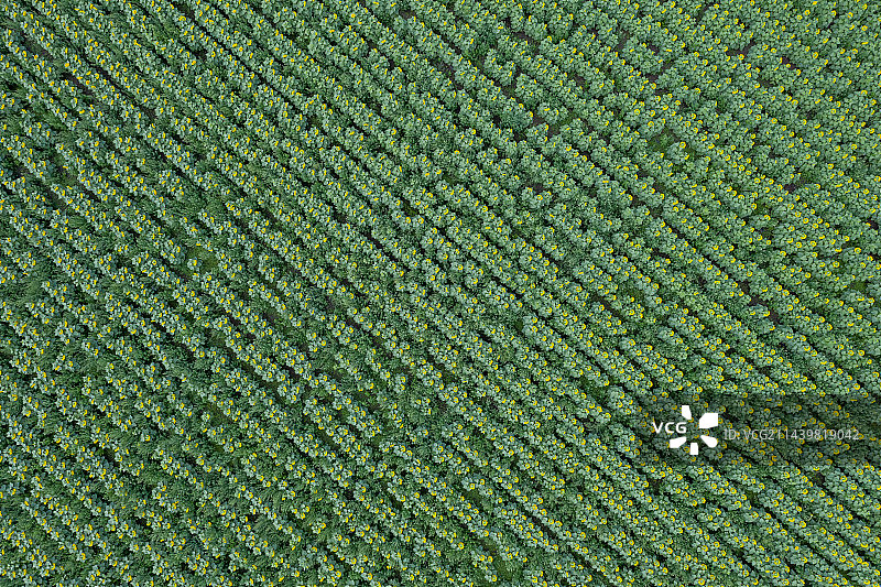 向日葵花田图片素材