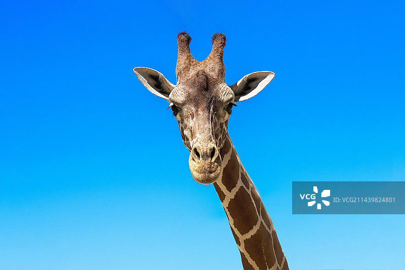 长颈鹿图片素材