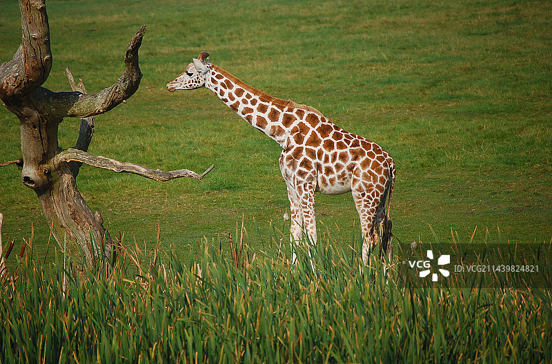长颈鹿图片素材