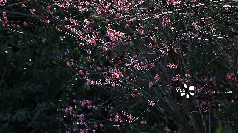 春季粉红梅花特写图片素材