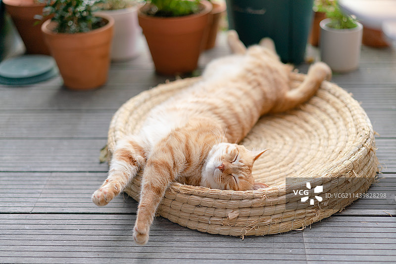 橘猫睡在稻草窝里伸懒腰图片素材