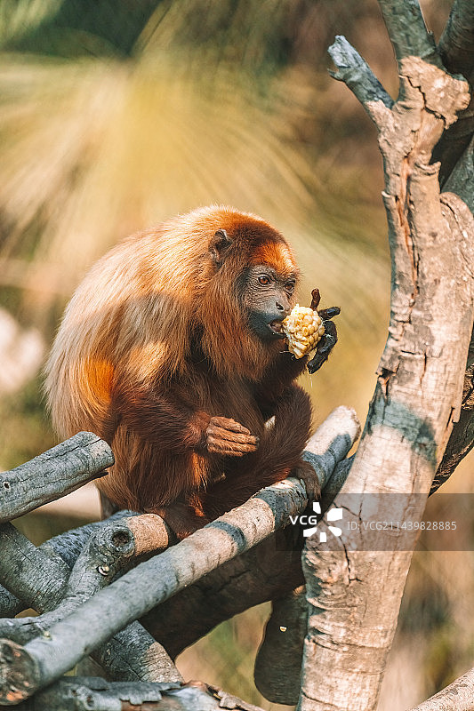 南美洲红吼猴图片素材